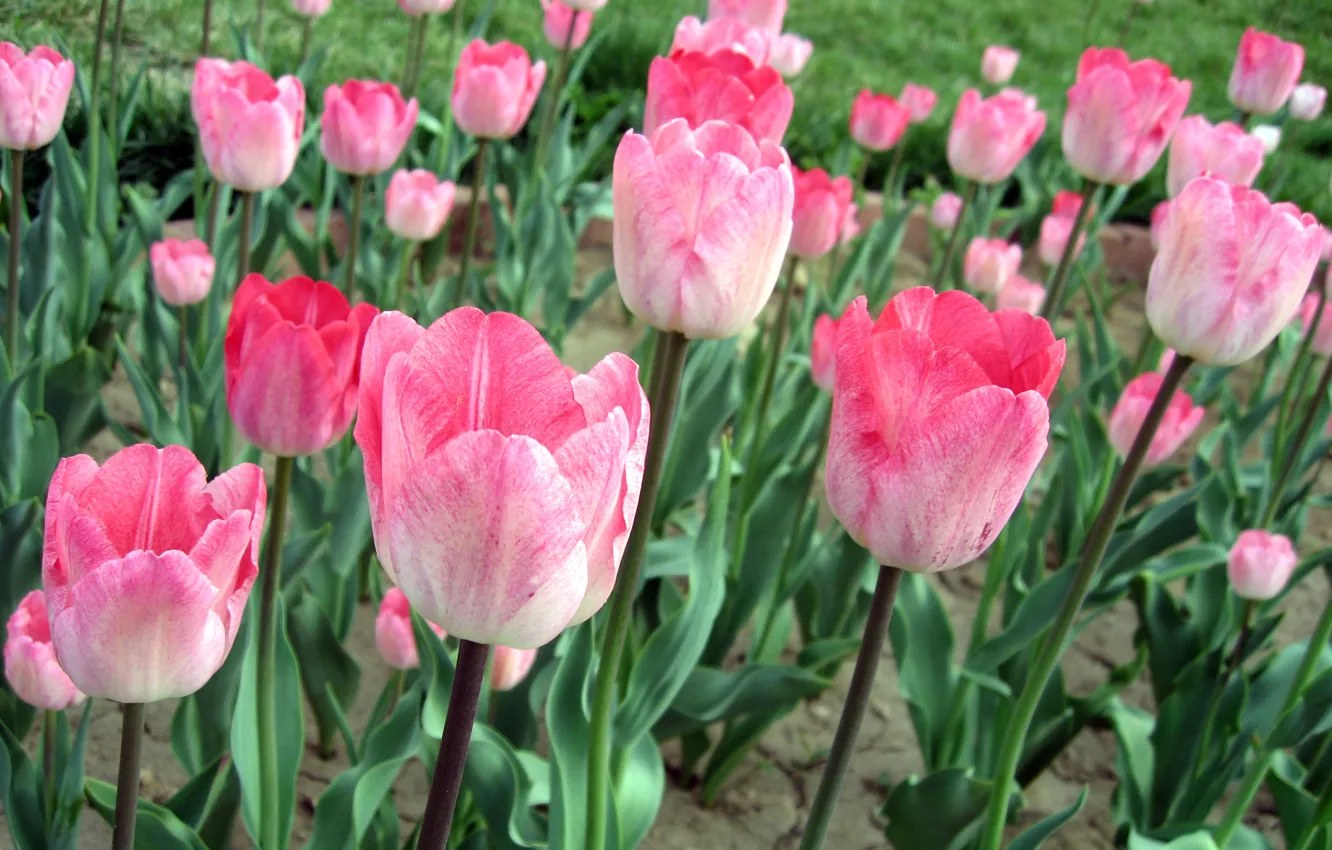 Фото обои тюльпаны, розовые, поле цветов