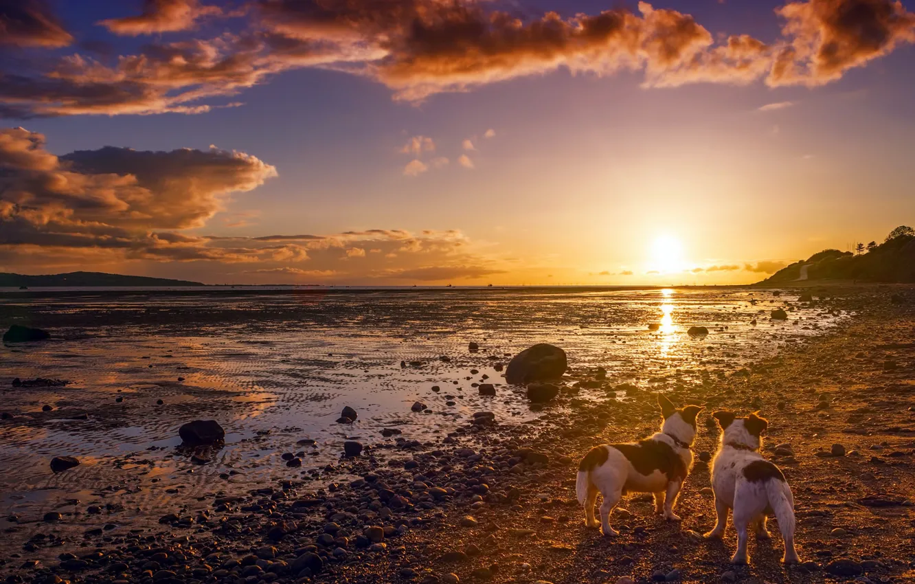 Фото обои собаки, закат, берег, друзья