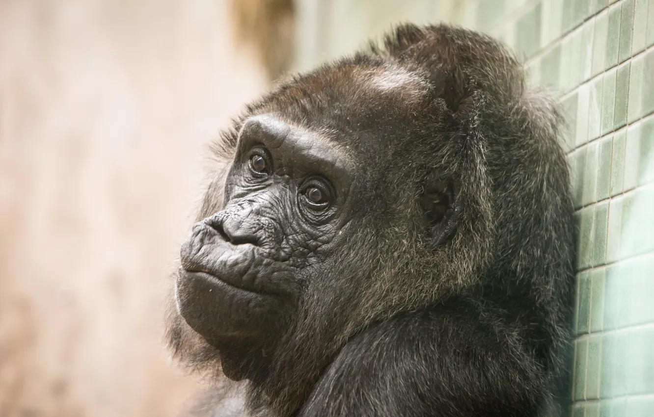 Фото обои Gorilla, primate, Calgary Zoo