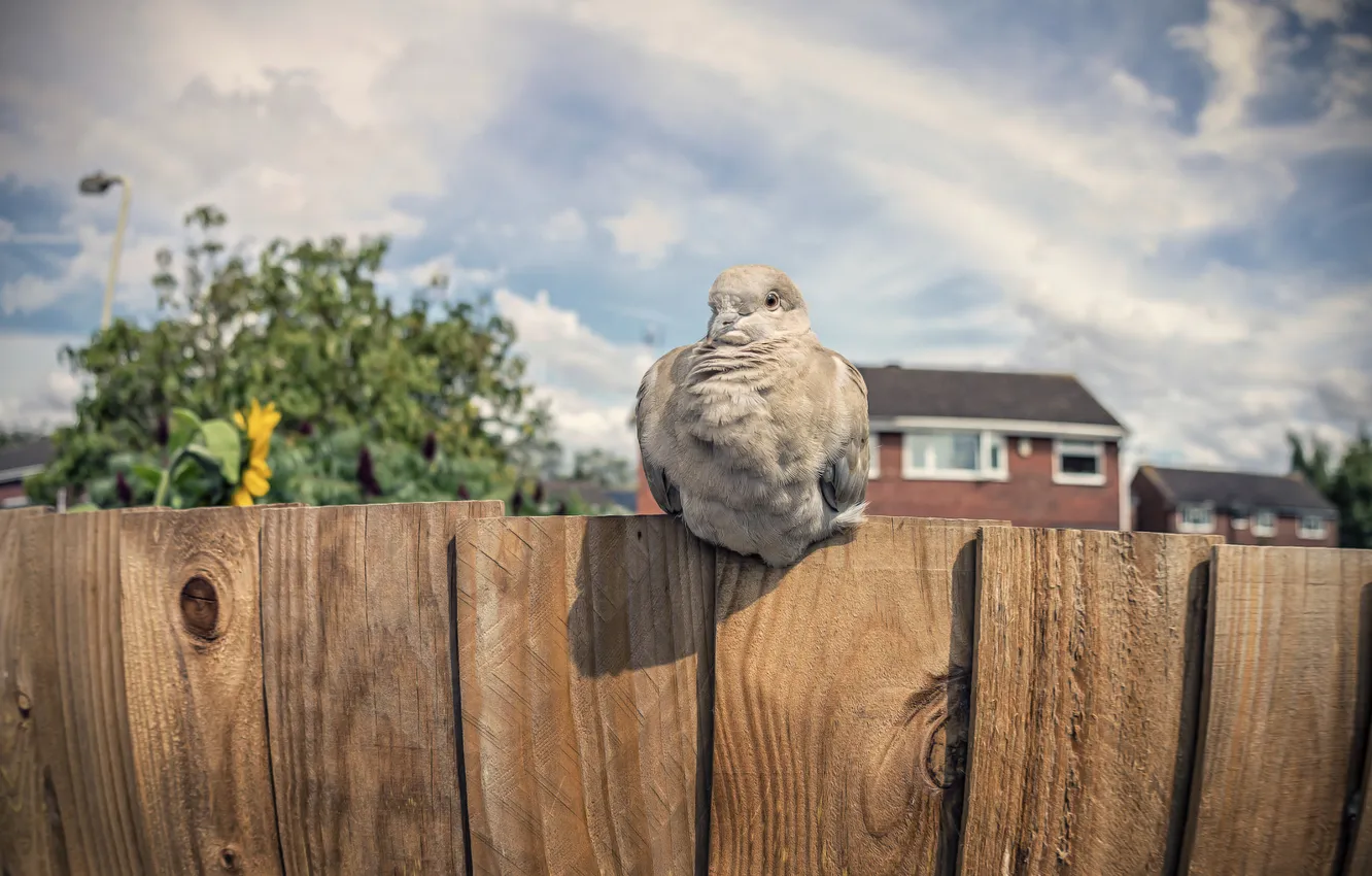 Фото обои птица, забор, голубь