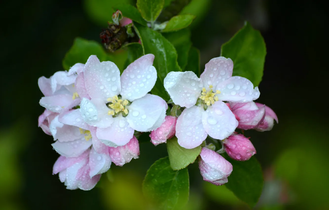 Фото обои макро, роса, яблоня