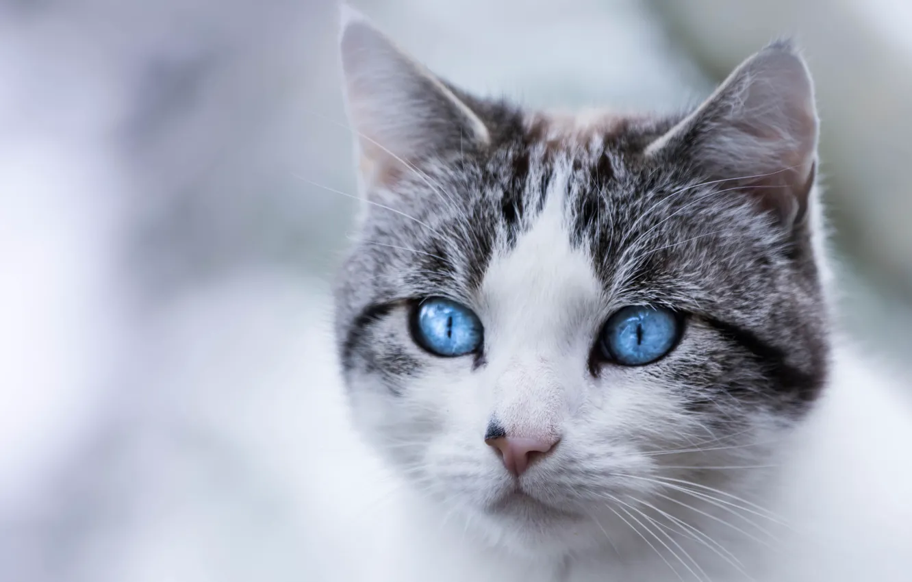 Фото обои кошка, кот, взгляд, портрет, мордочка, голубые глаза