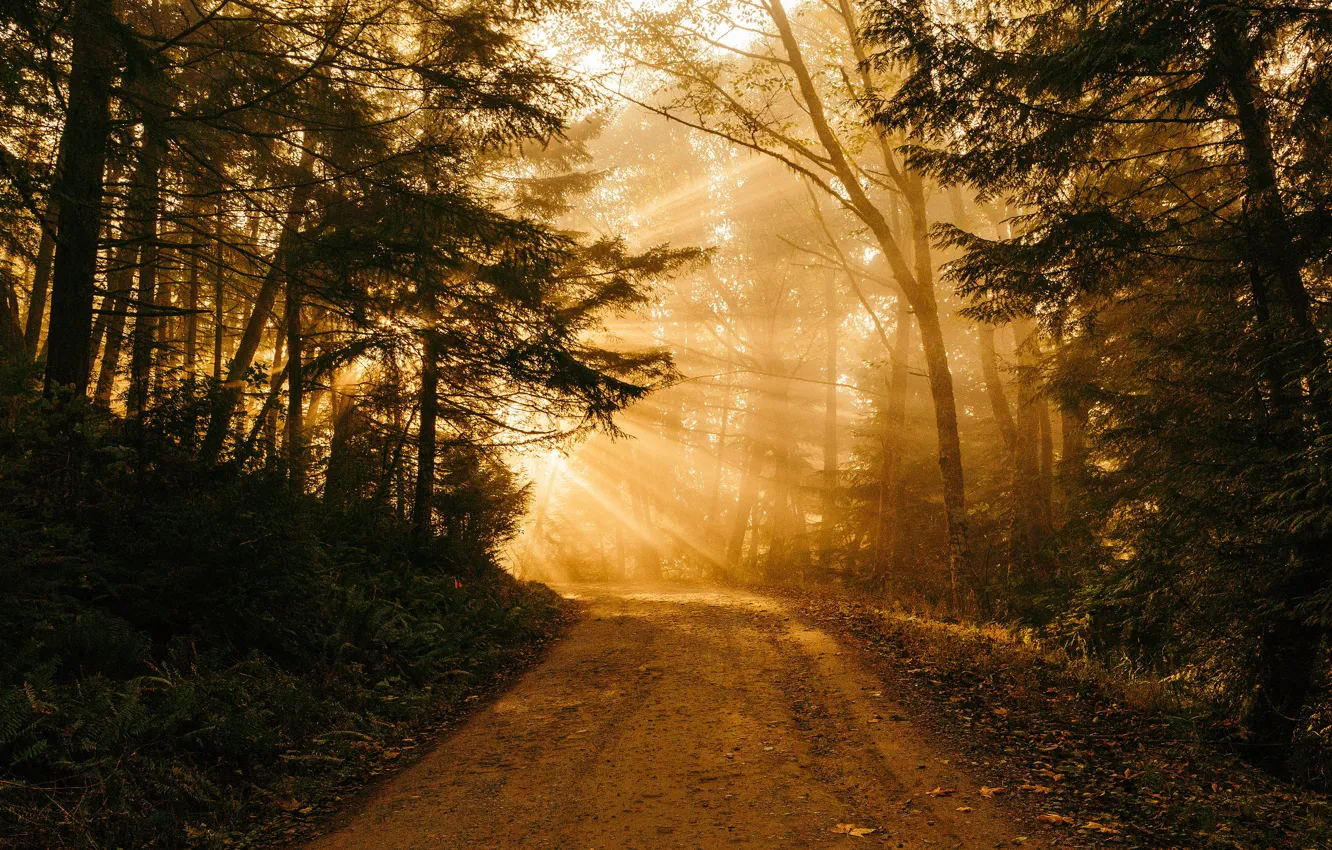 Фото обои дорога, лес, солнце, свет