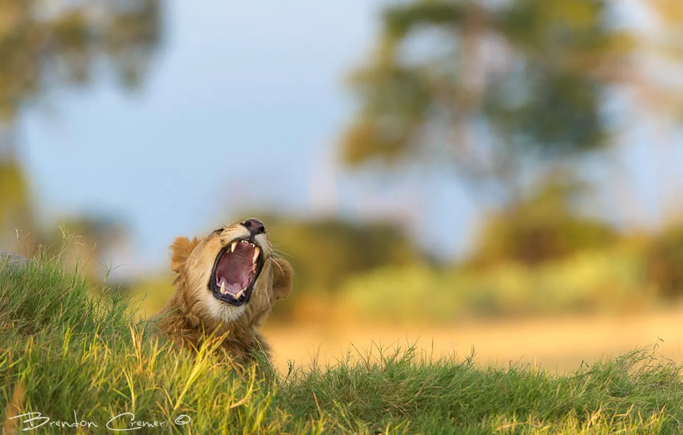 Фото обои lion, africa, wildlife, king, male, help, cramp