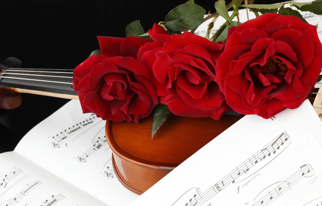 Фото обои цветы, ноты, скрипка, розы, красные, три, черный фон, боке