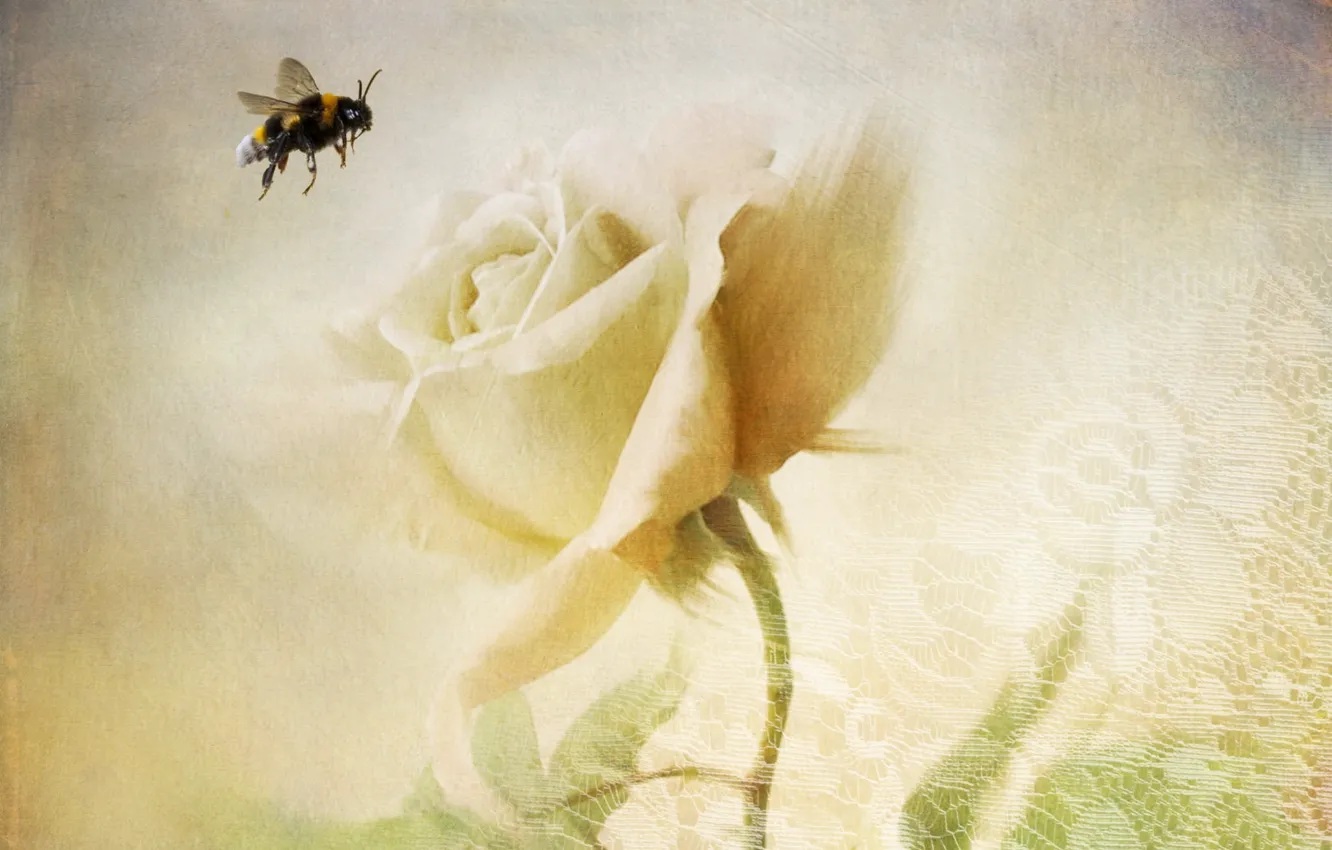Фото обои пчела, роза, текстура