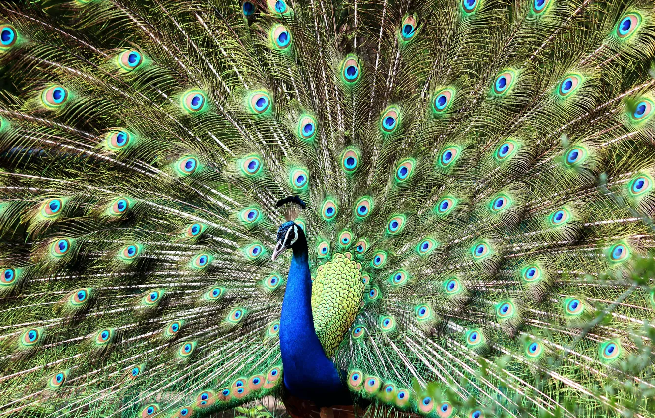 Фото обои птица, красота, павлин, bird, переливы, яркое оперение, peacock, spread tail