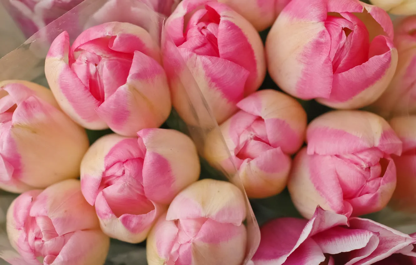 Фото обои цветы, тюльпаны, розовые, бутоны, pink, flowers, tulips