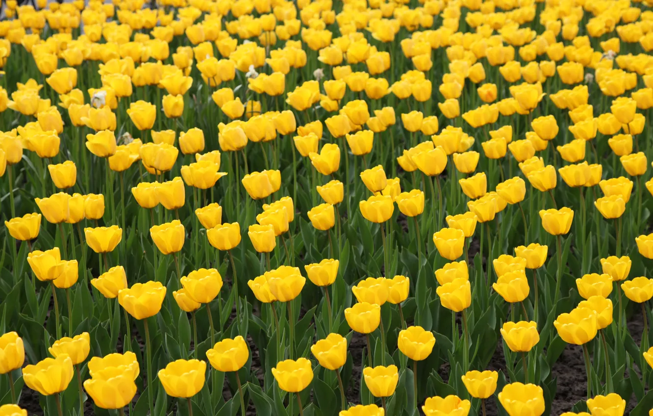 Фото обои желтые, тюльпаны, клумба