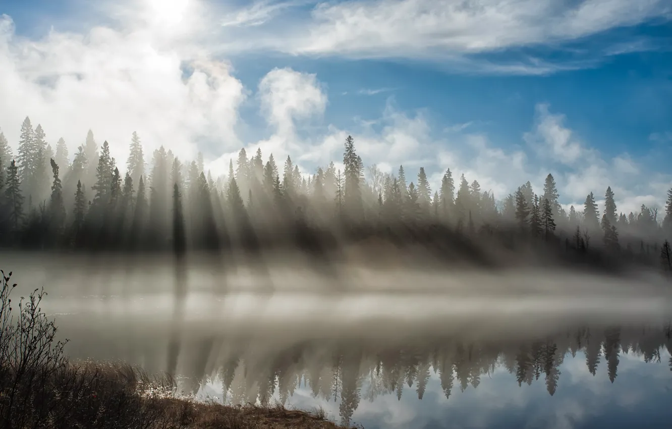 Фото обои свет, туман, река, утро