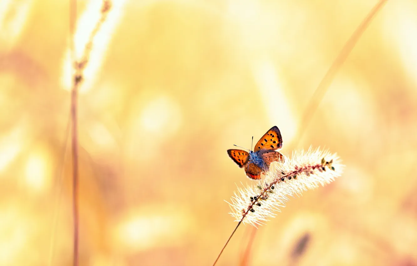 Фото обои лето, трава, бабочка