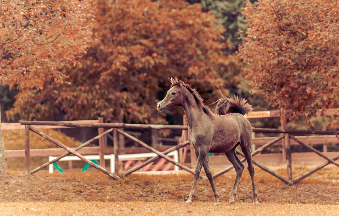 Фото обои осень, фон, конь