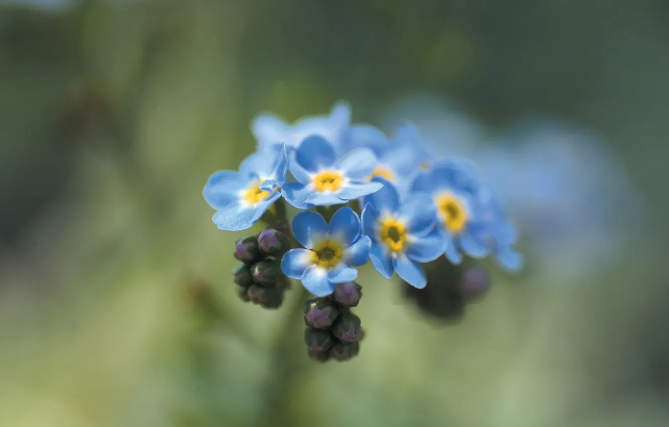 Фото обои цветок, макро, цветы, растение, весна, голубые, незабудки