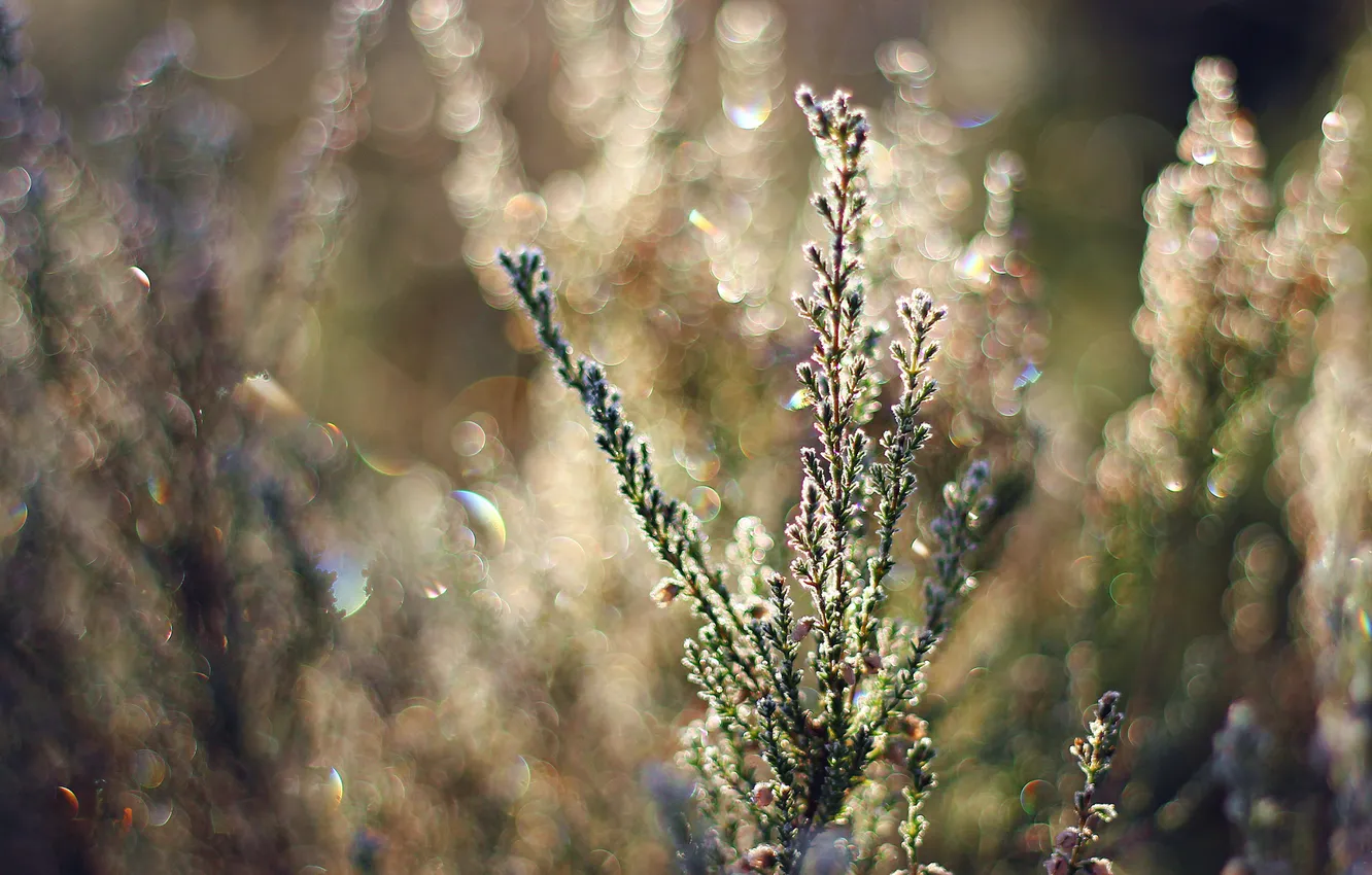 Фото обои трава, солнце, макро, свет, растение, боке, веточки