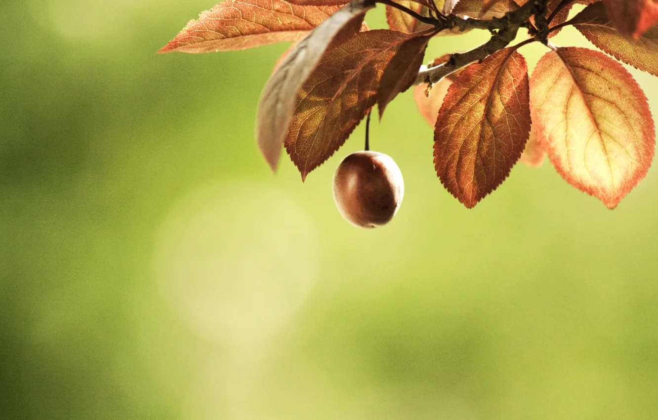 Фото обои листья, макро, вишня, ветка, blur
