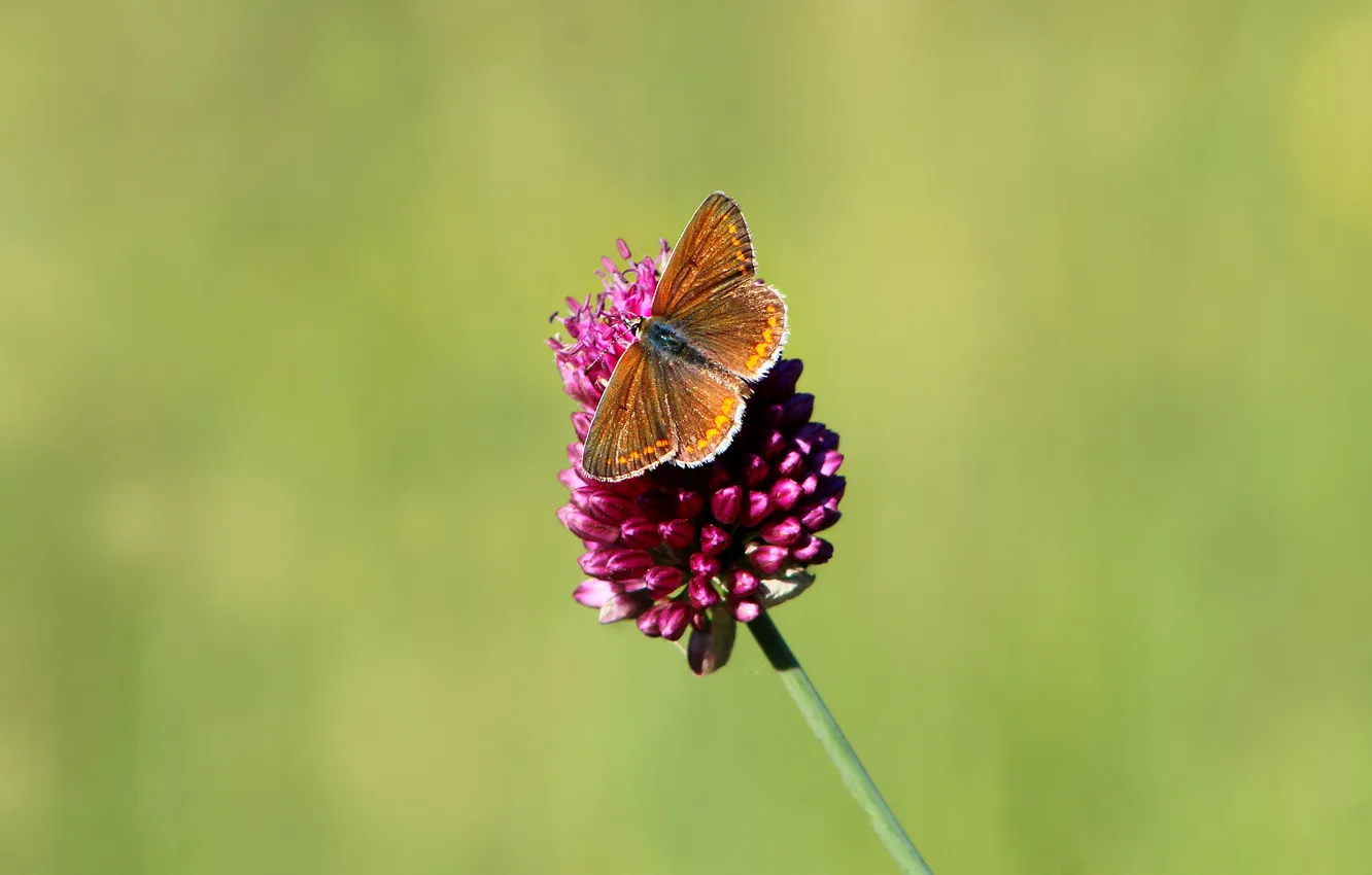 Фото обои butterfly, plant, insect