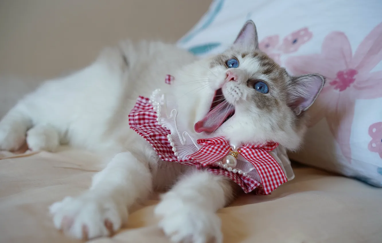 Фото обои язык, кошка, поза, лапы, подушка, голубые глаза, бант, киса