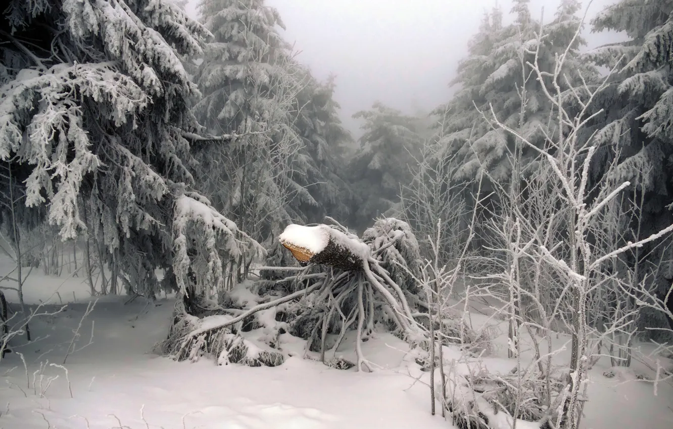 Фото обои зима, лес, снег, дерево