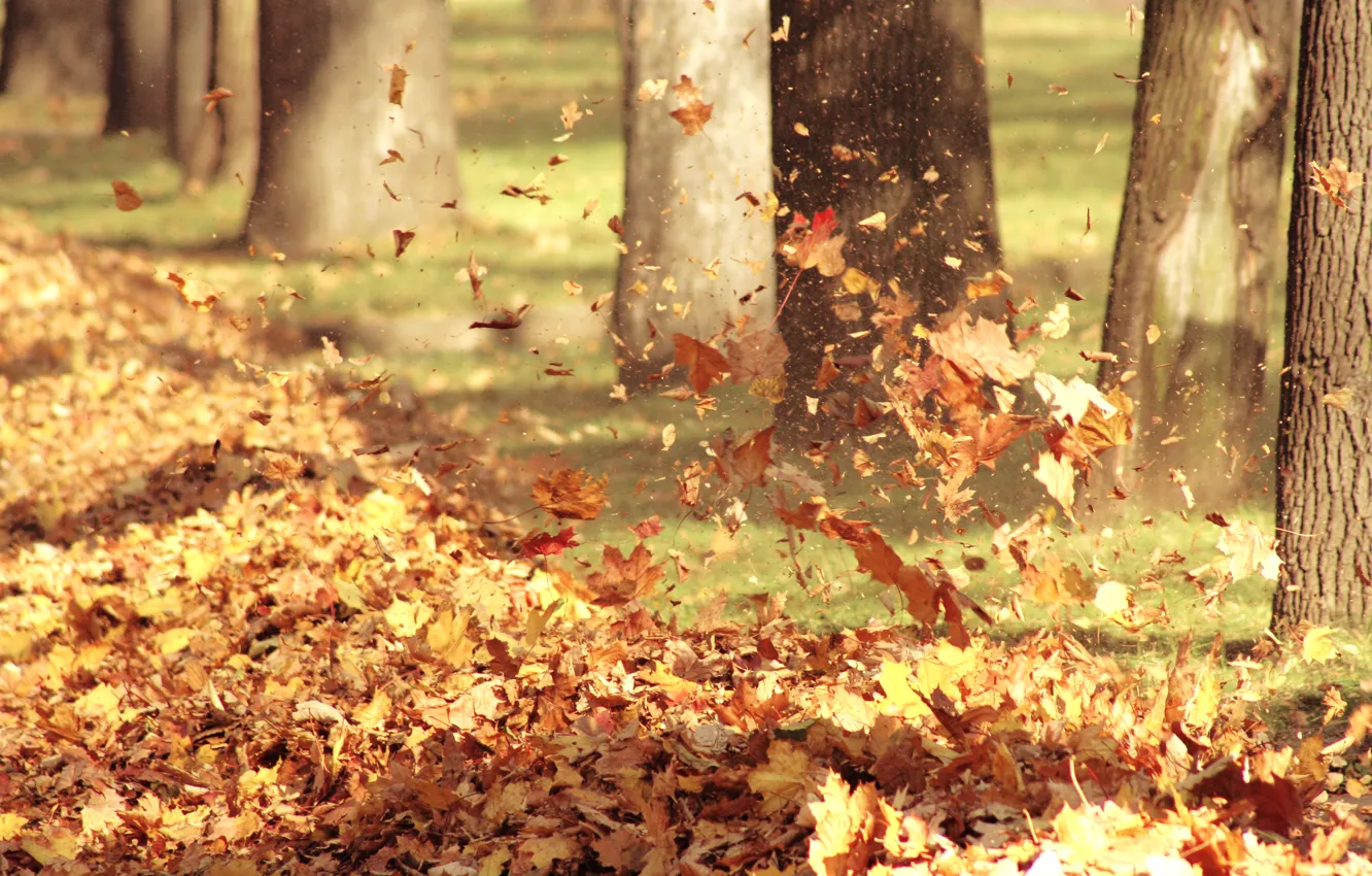 Фото обои осень, листья, природа, ветер, воздух