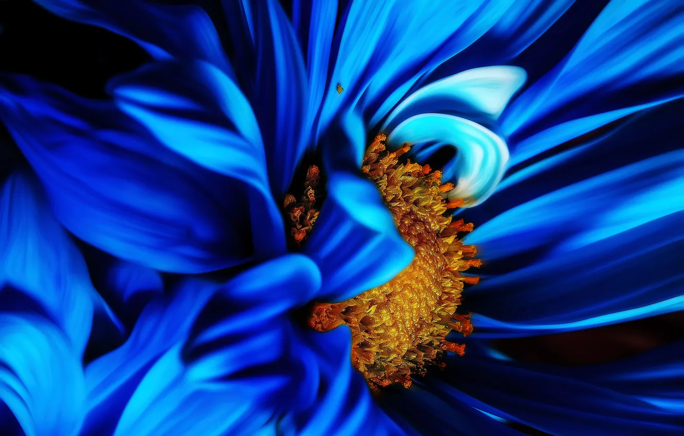 Фото обои flower, nature, blue, plant, Macro, bloom