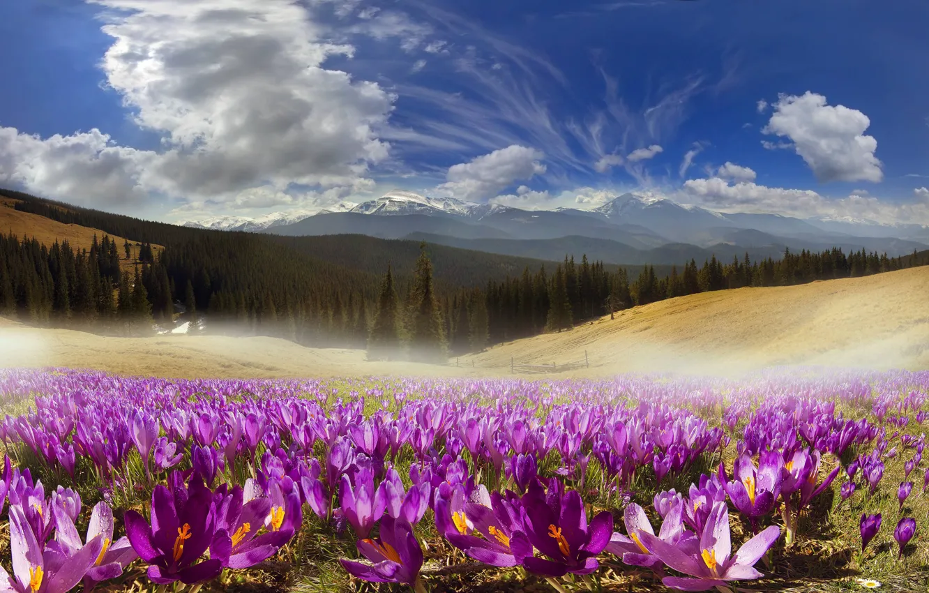 Фото обои Цветы, Природа, Облака, Горы, Nature, Украина, Ukraine, Карпаты