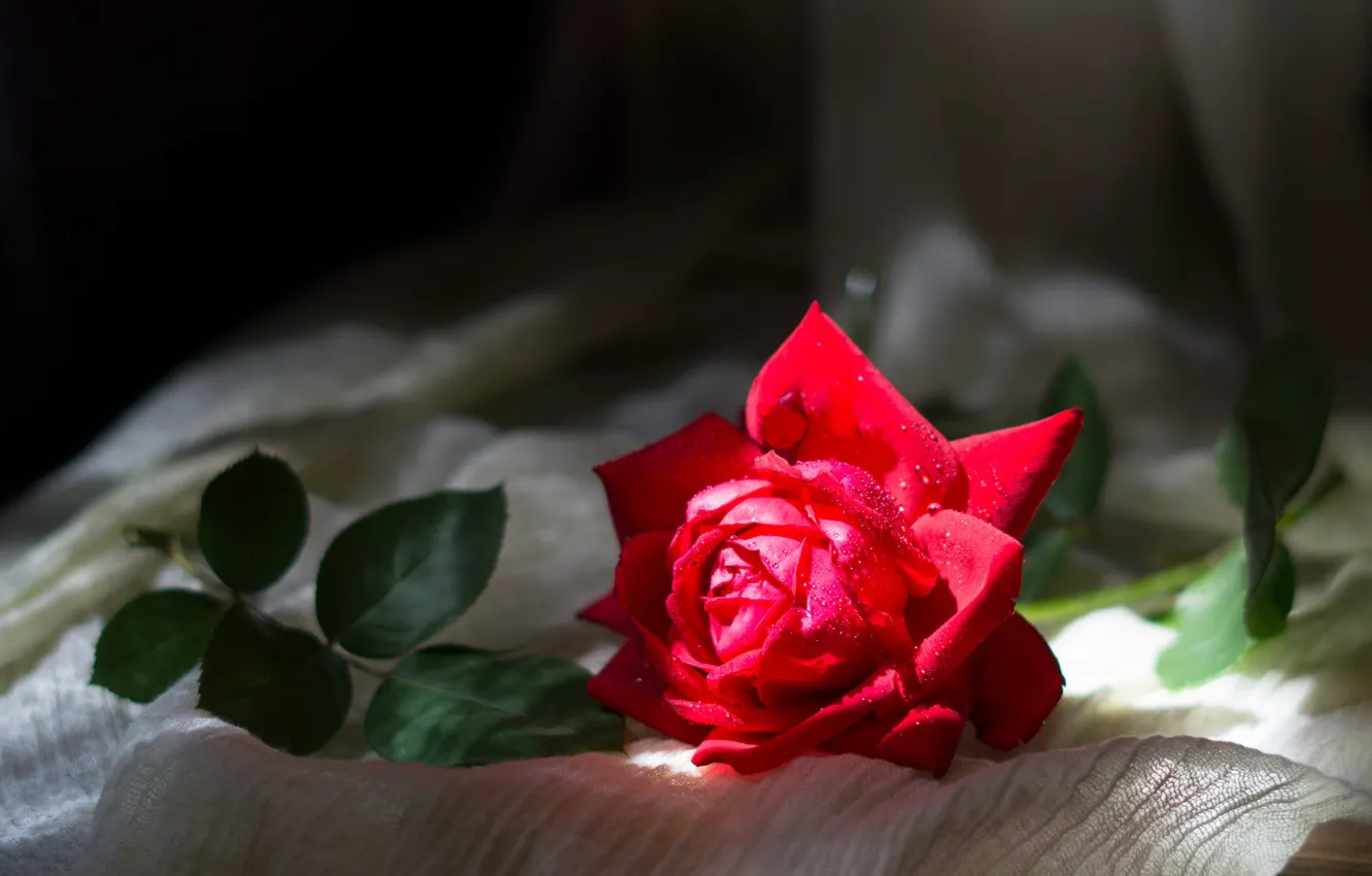 Фото обои свет, роза, красная, композиция