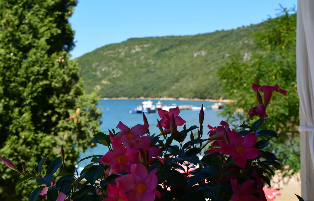Фото обои Цветы, Природа, Море, Деревья, Nature, Flowers, Sea, Trees
