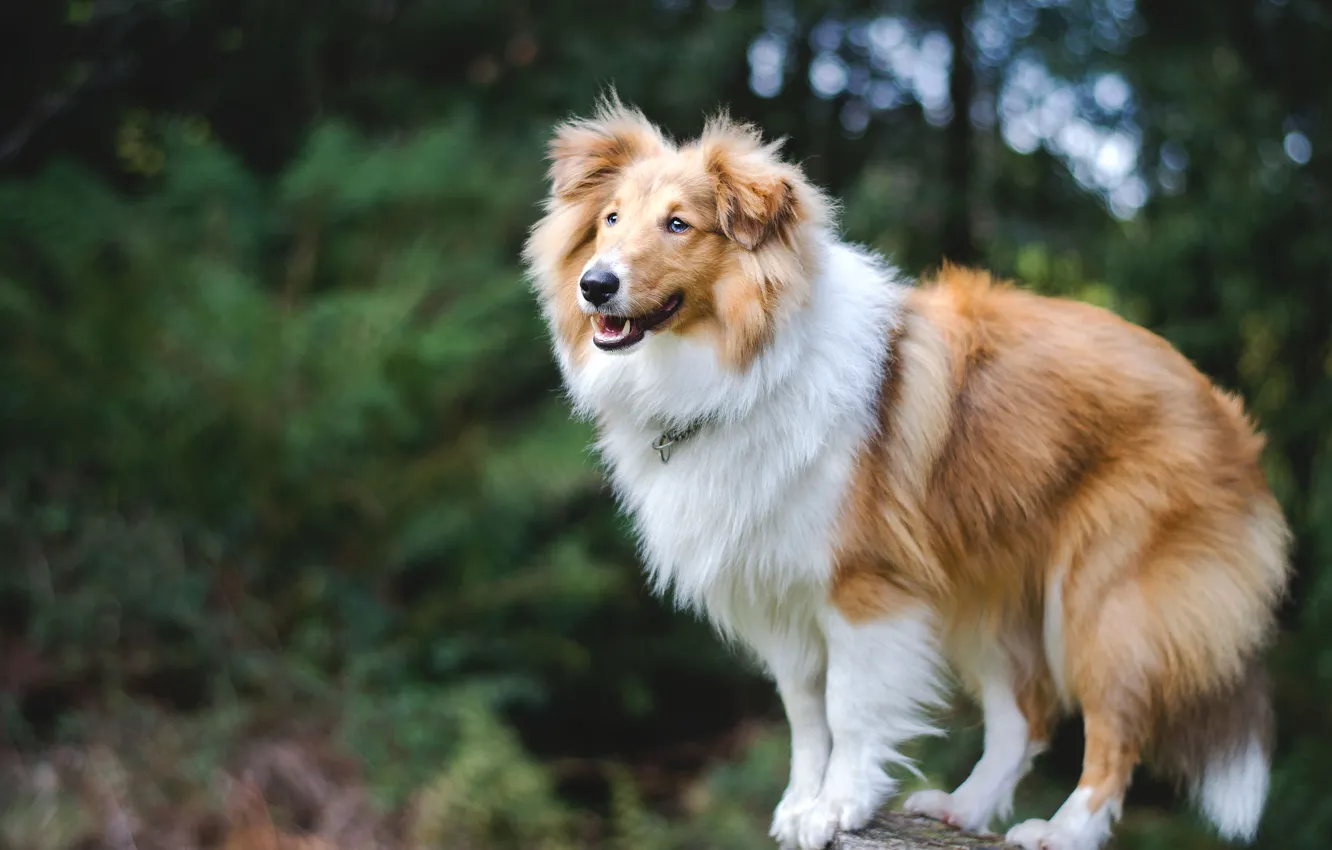 Фото обои природа, собака, Шелти, Шетлендская овчарка