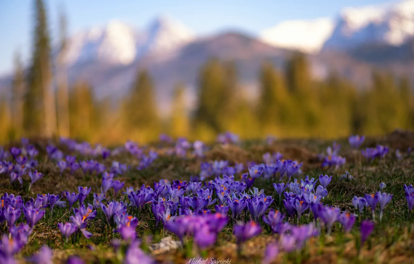 Фото обои природа, весна, крокусы, первоцветы, Sośnicki Michał