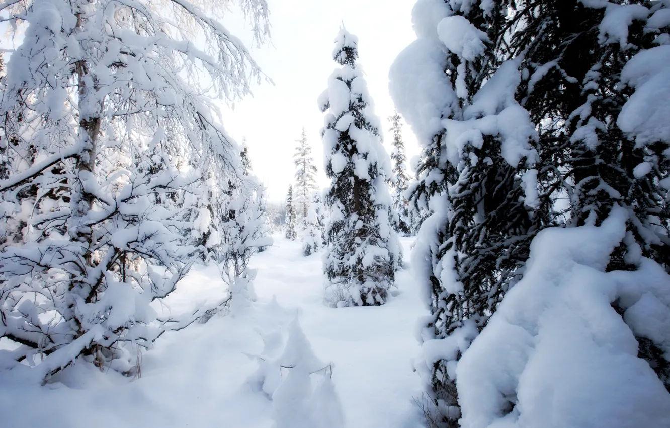 Фото обои зима, снег, деревья, день