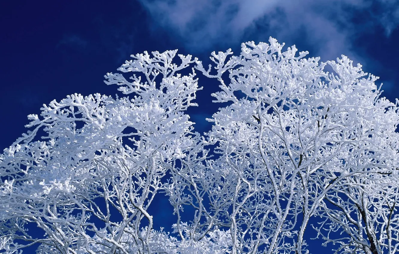 Фото обои зима, небо, дерево