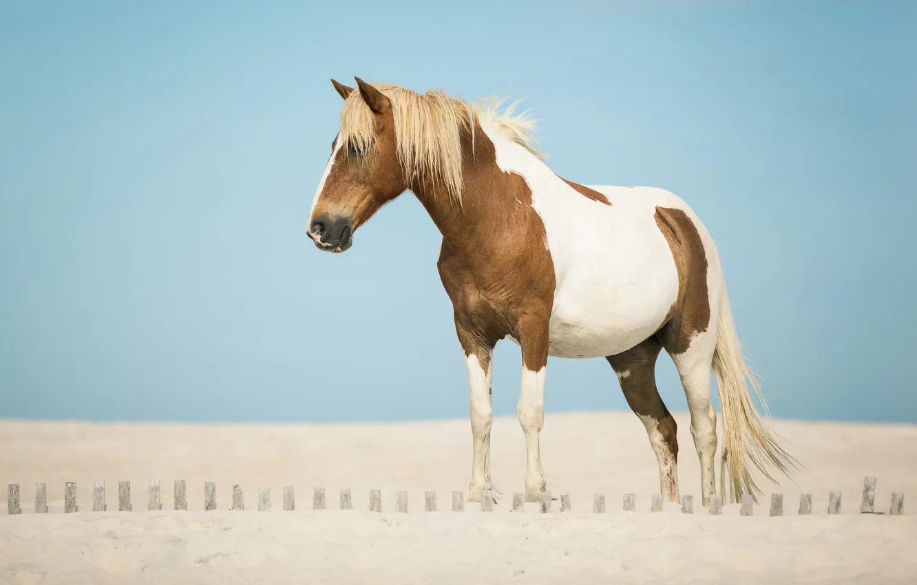 Фото обои песок, конь, лошадь