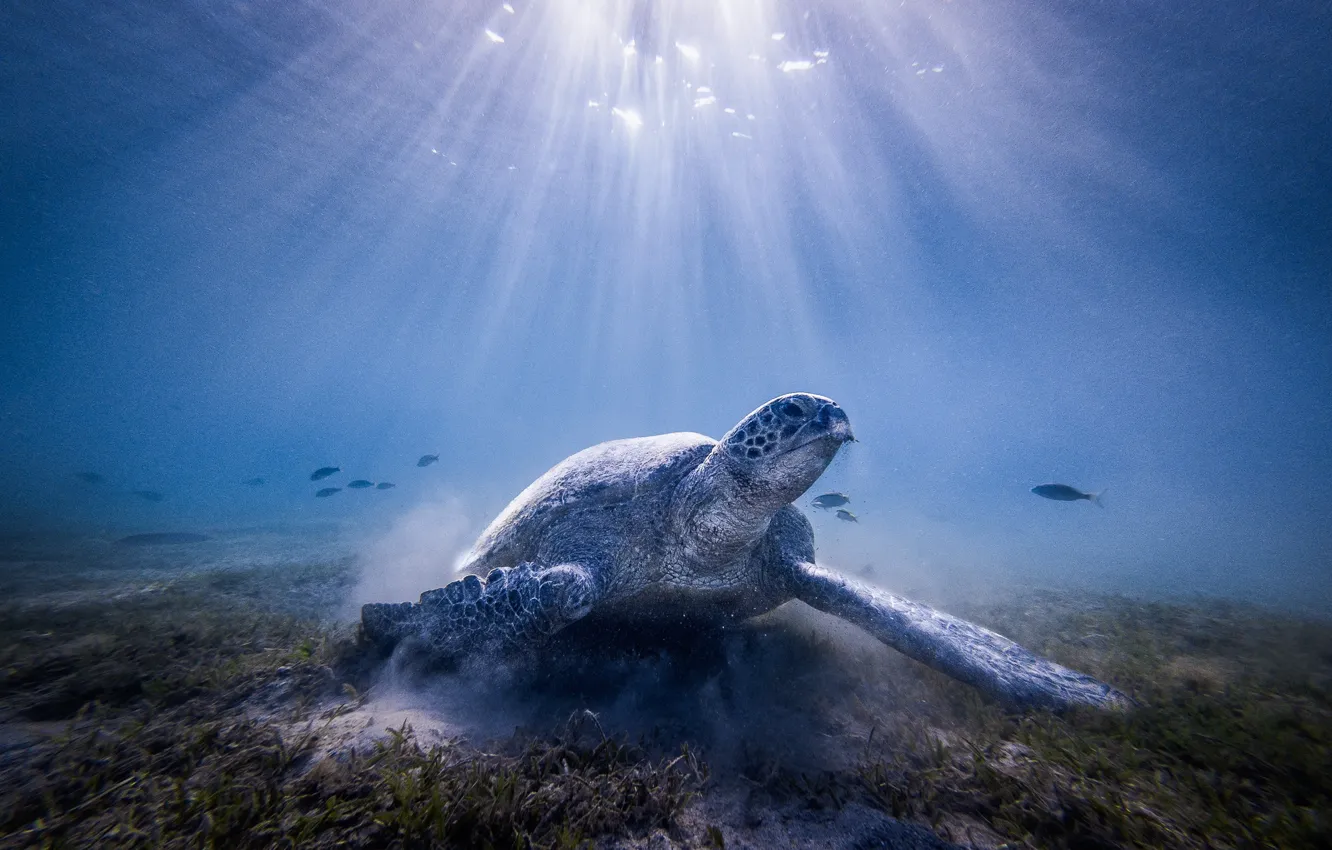 Фото обои море, вода, свет, океан, черепаха, под водой