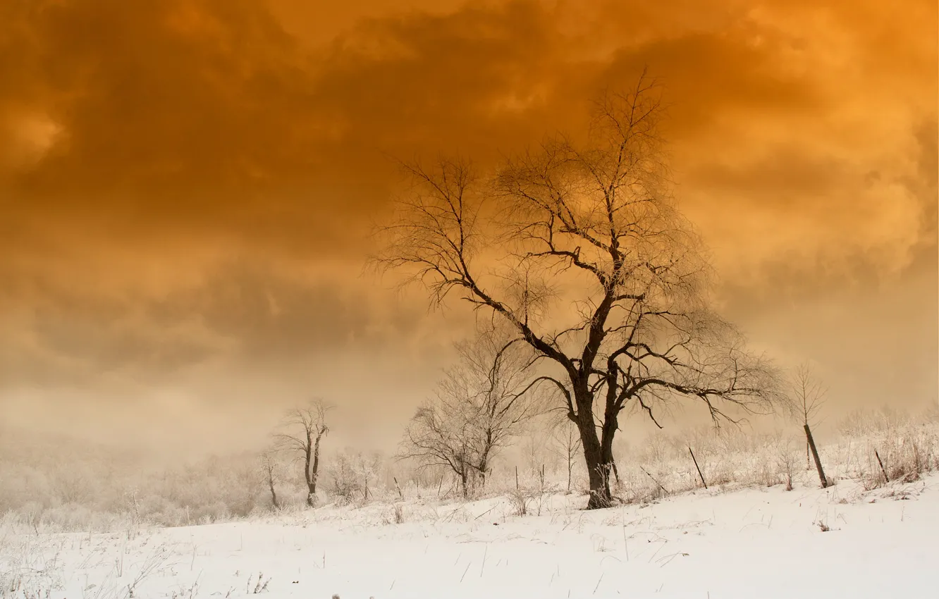 Фото обои снег, природа, дерево, краски