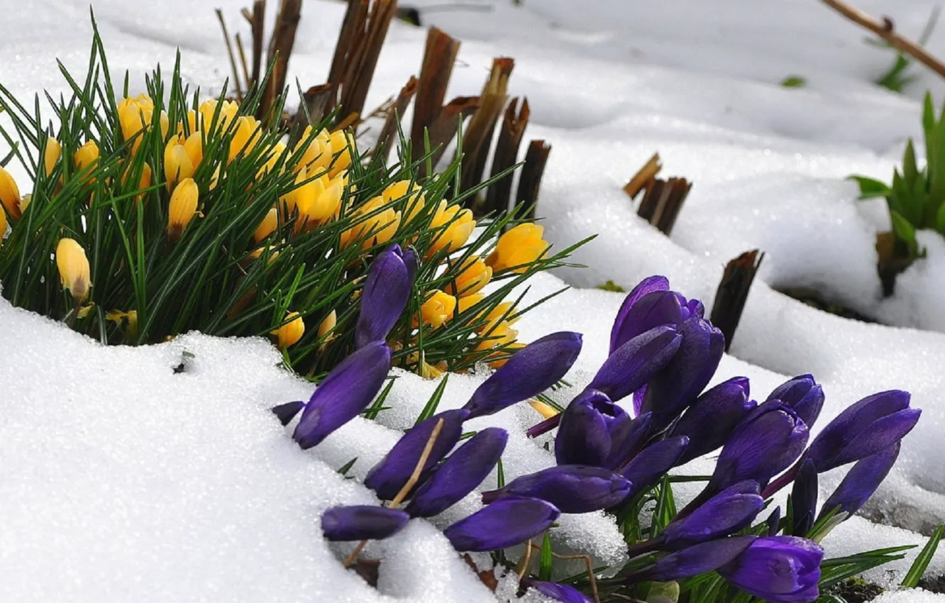 Фото обои flowers, snow, crocus