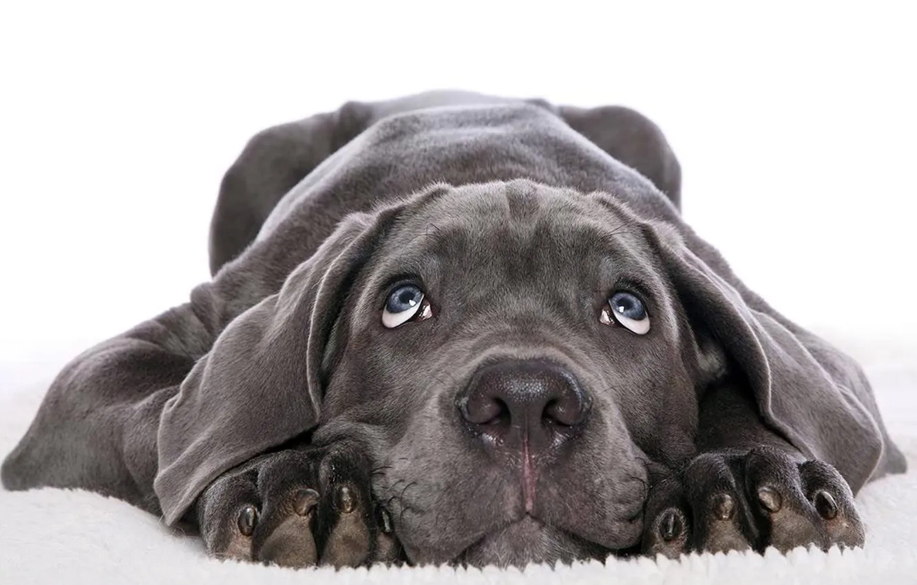 Фото обои dog, animal, friend, it wasent' me