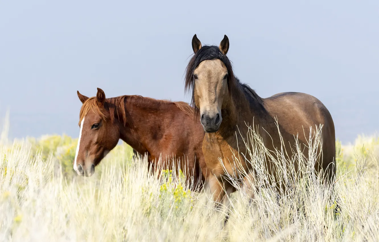 Фото обои поле, кони, лошади, пара, два коня