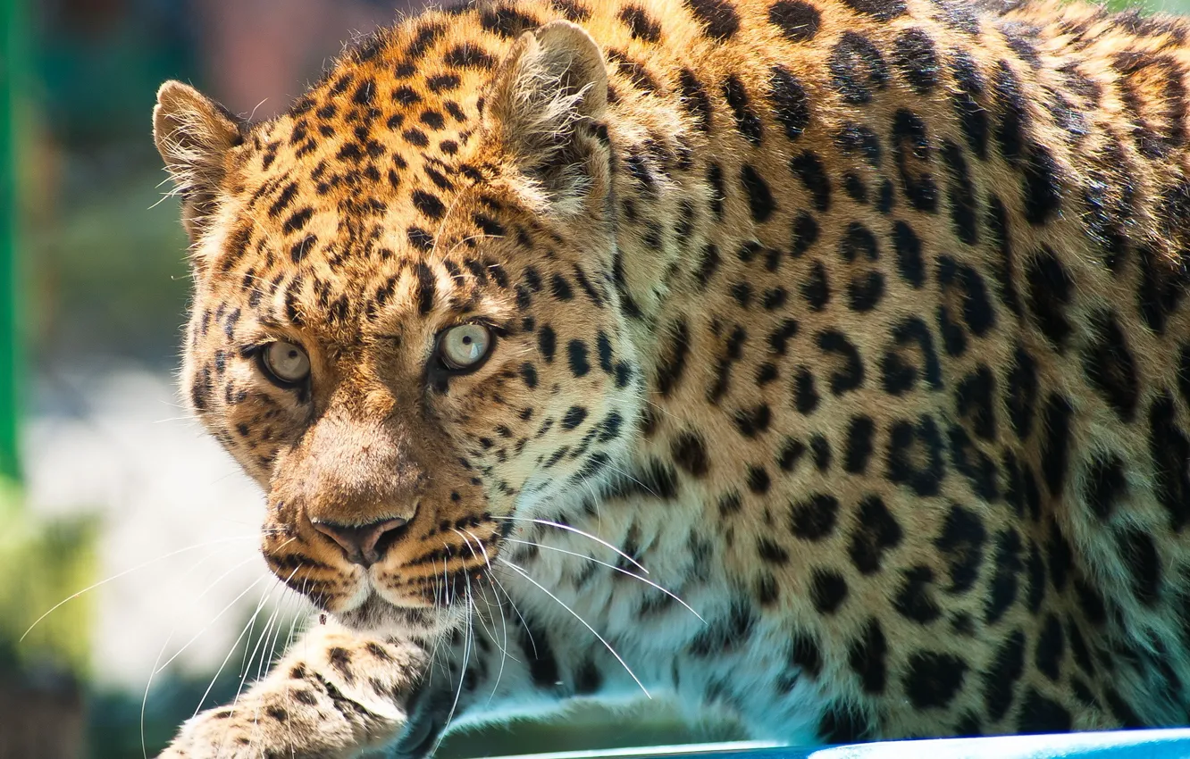 Фото обои взгляд, морда, хищник, леопард, leopard, крадётся