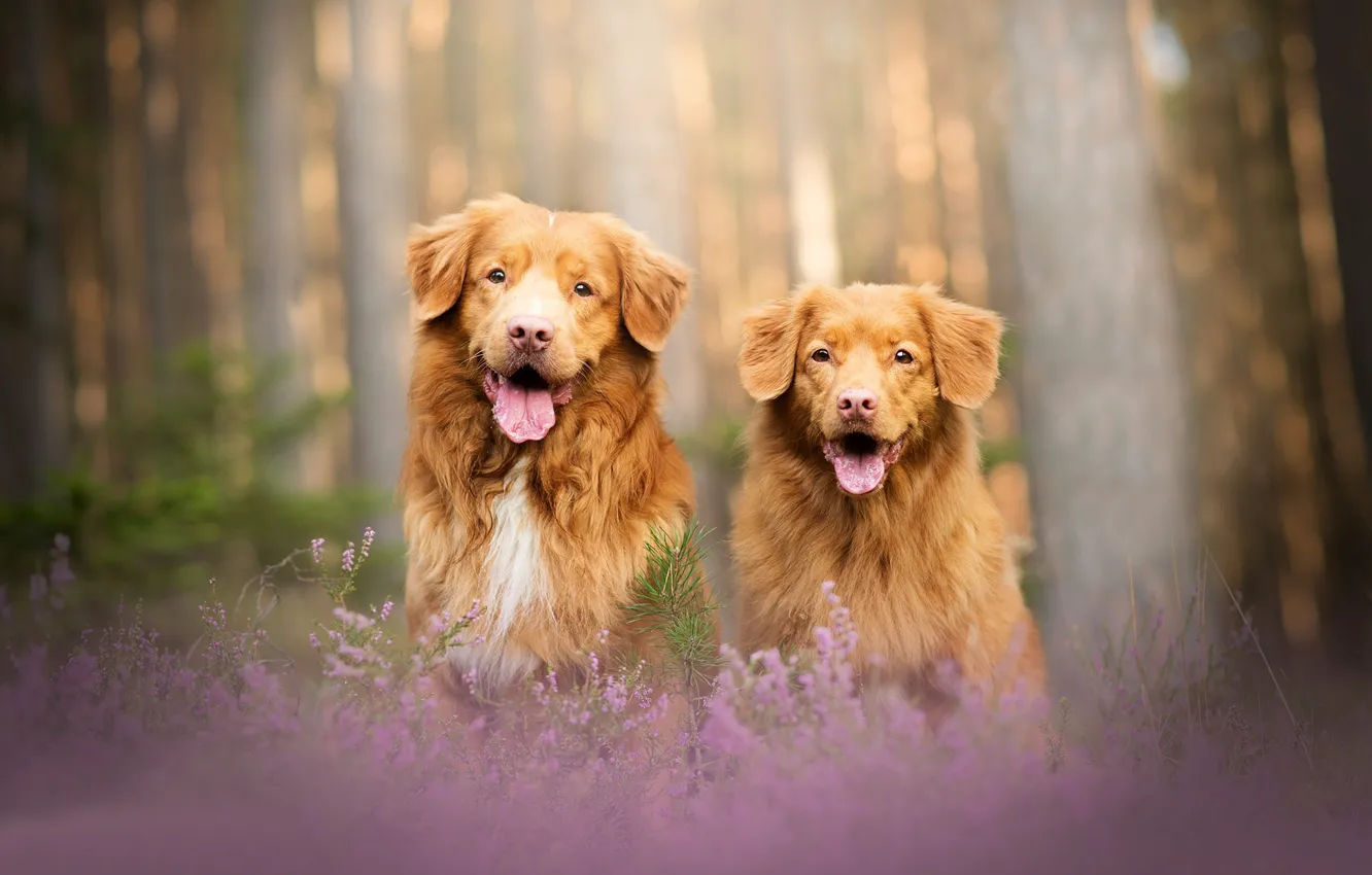 Фото обои лес, собаки, пара, боке, две собаки, вереск, Новошотландский ретривер