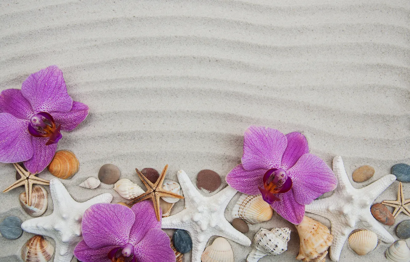 Фото обои песок, звезды, цветы, фон, ракушки, beach, орхидея, flowers