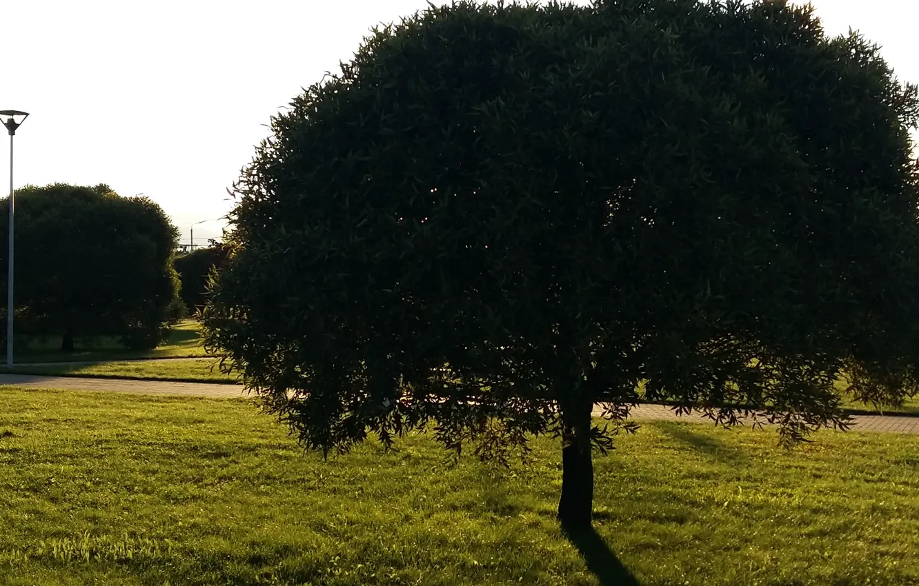 Фото обои природа, дерево, тень