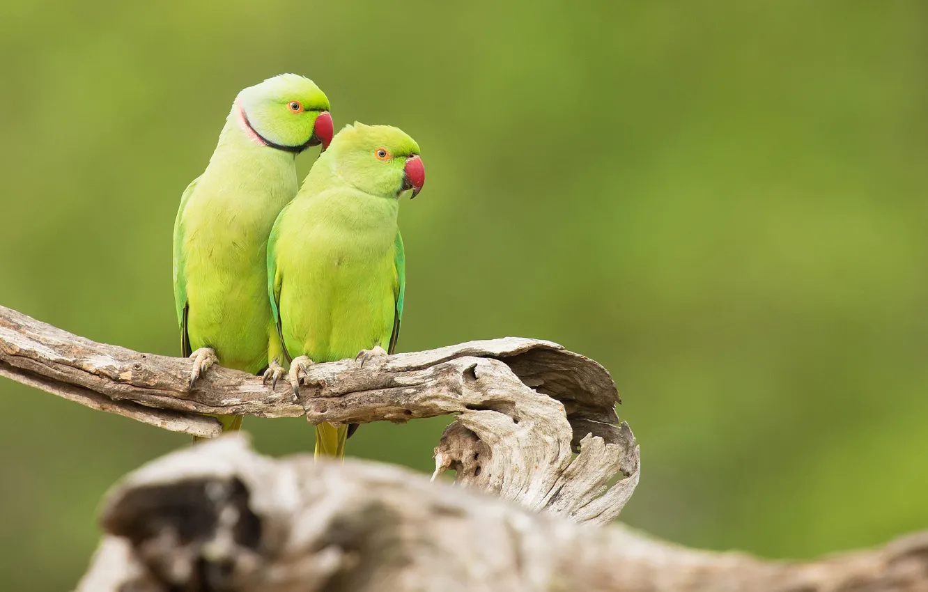 Фото обои птицы, ветка, зеленые, попугаи, зеленый фон, два попугая, ожереловый попугай