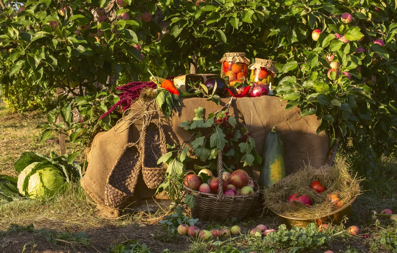 Фото обои сад, урожай, овощи, яблони