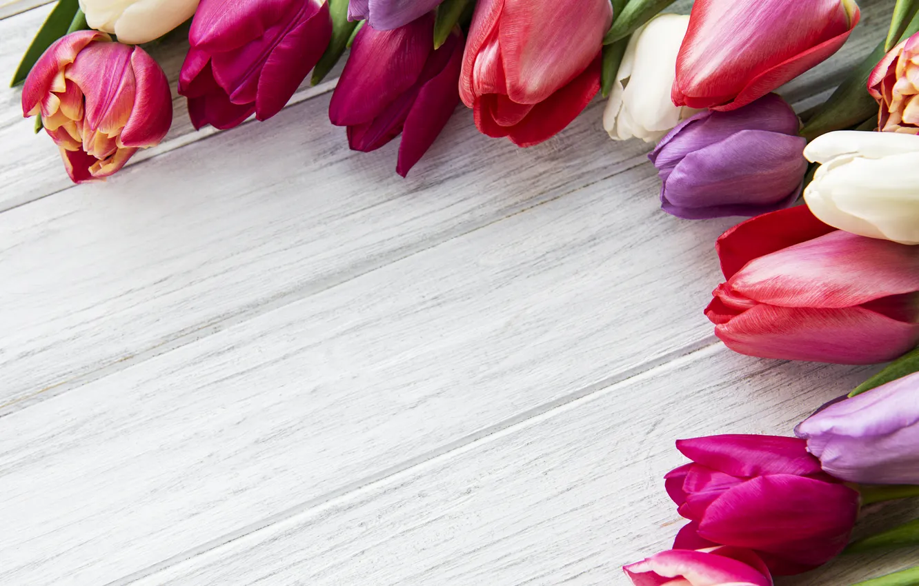 Фото обои цветы, colorful, тюльпаны, wood, flowers, tulips, spring, purple