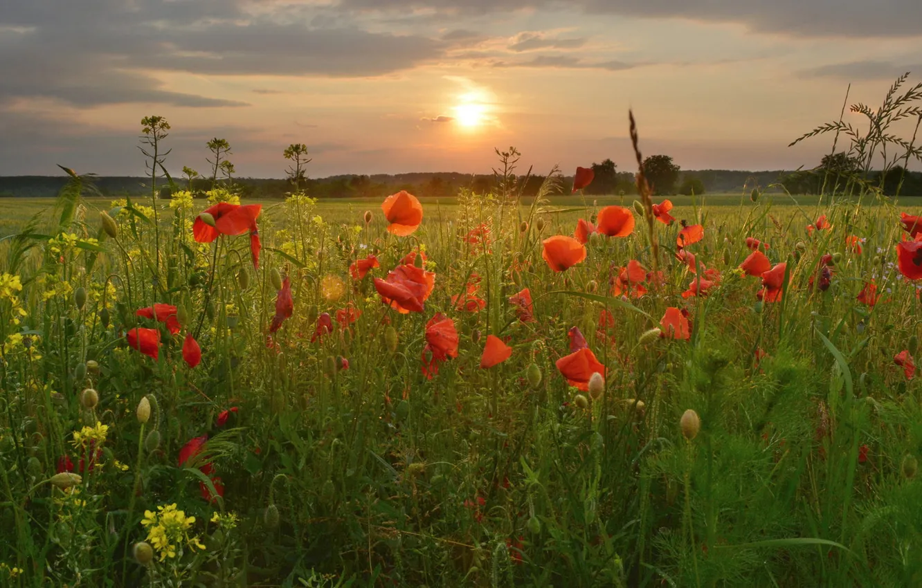 Фото обои поле, лето, солнце, закат, цветы, маки, луг, красные