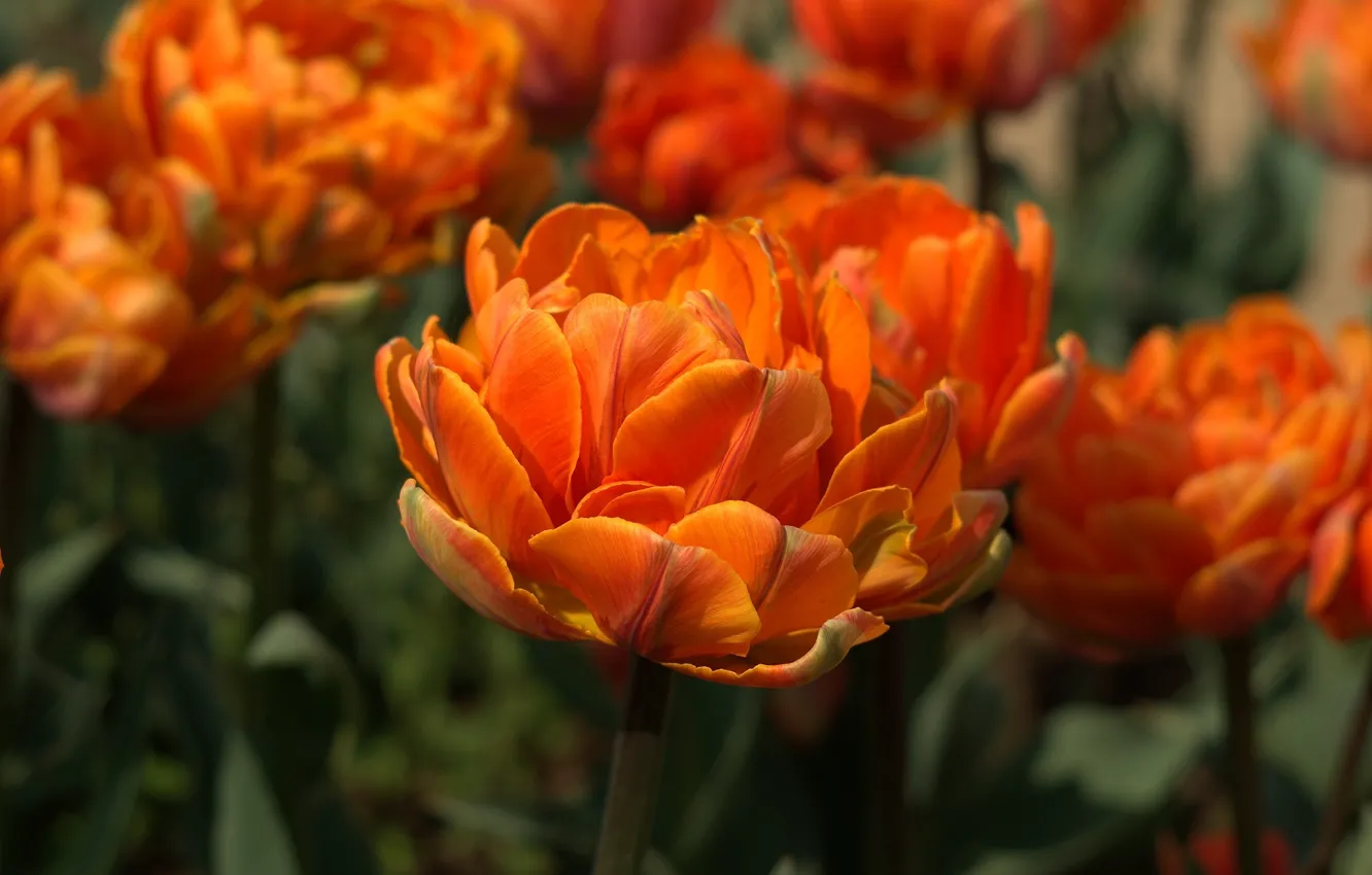 Фото обои цветок, оранжевый, стебли, тюльпан, весна, лепестки, клумба, цветение
