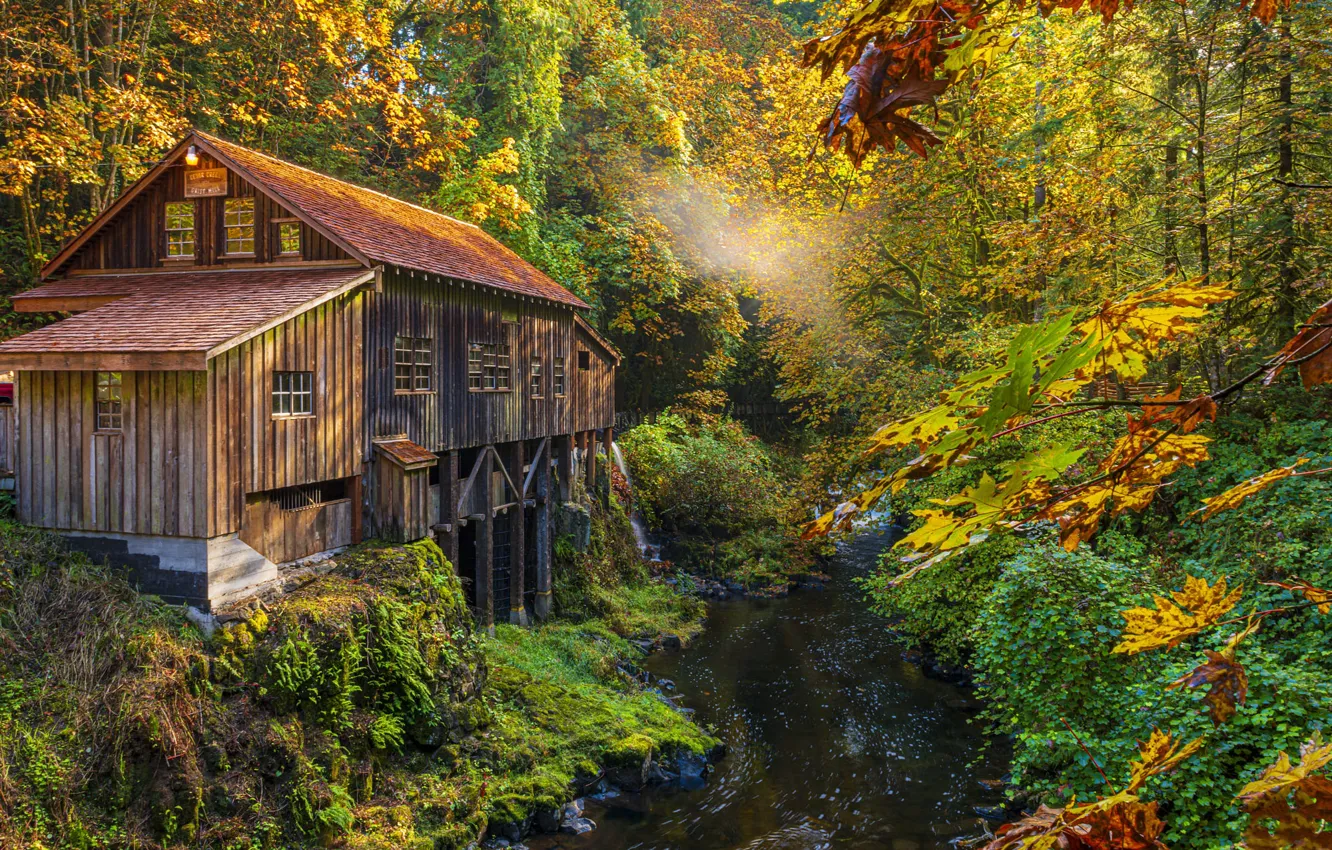 Фото обои осень, лес, ветки, берег, листва, речка, водяная мельница, водоем