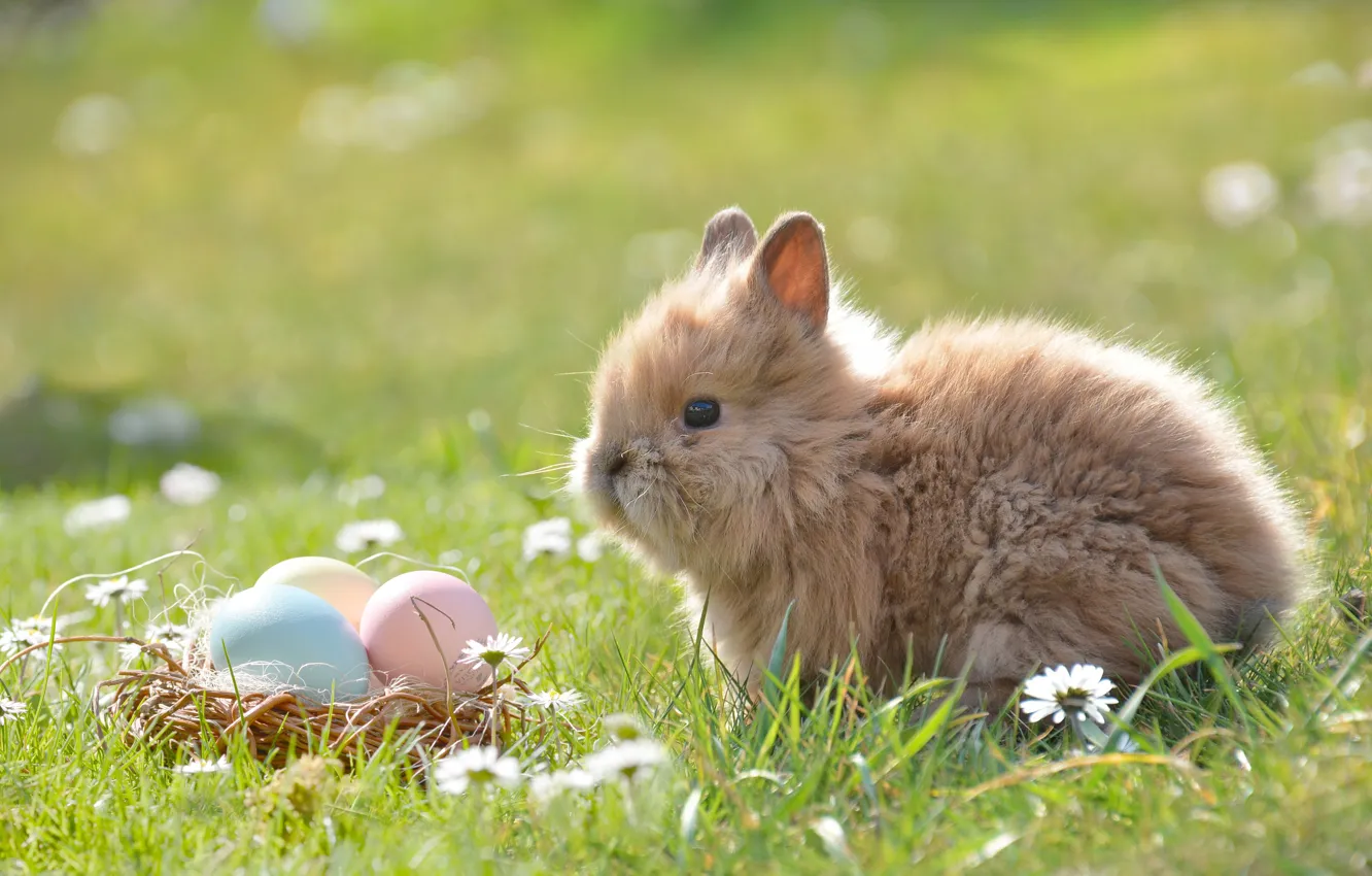 Фото обои трава, цветы, природа, животное, ромашки, яйца, кролик, Пасха