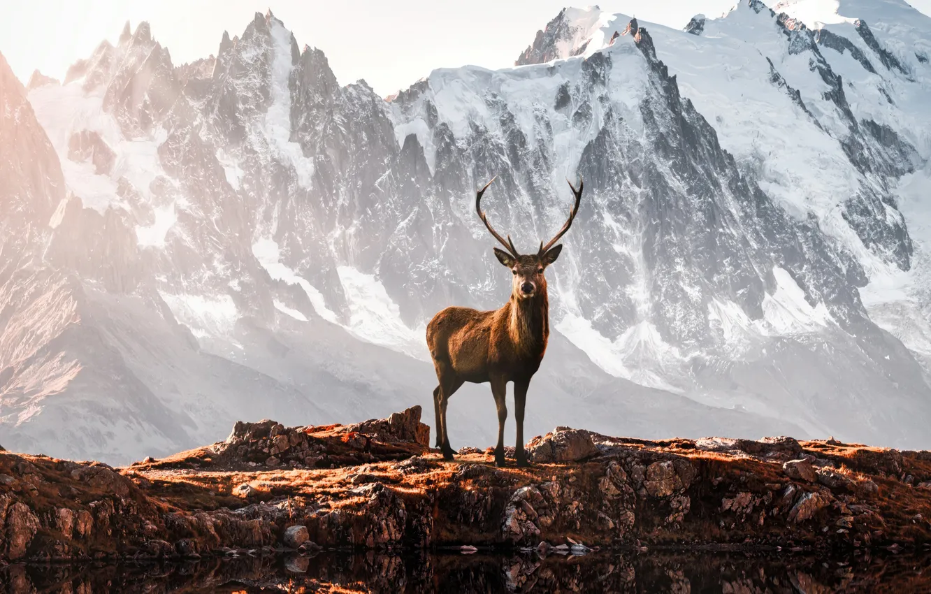 Фото обои animals, mountains, deer, antlers