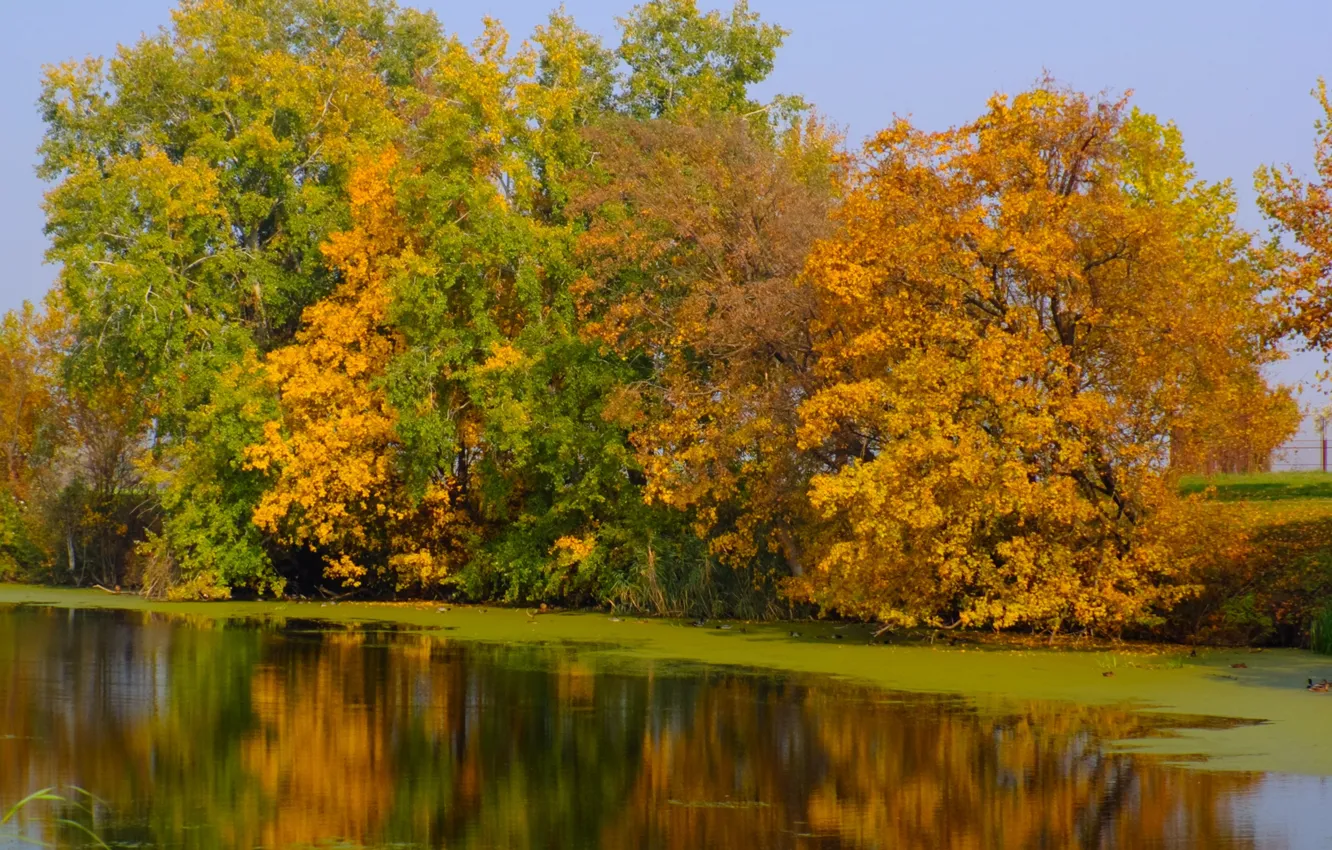 Фото обои green, river, yellow, autumn